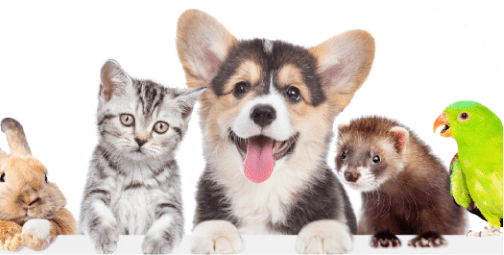 Animaux