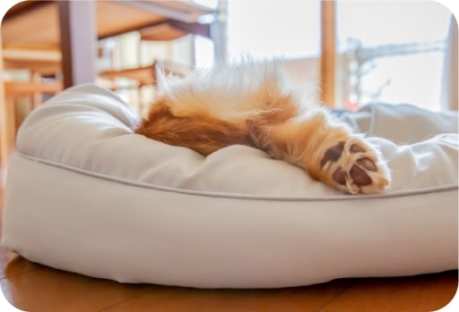 Un lit digne de votre animal